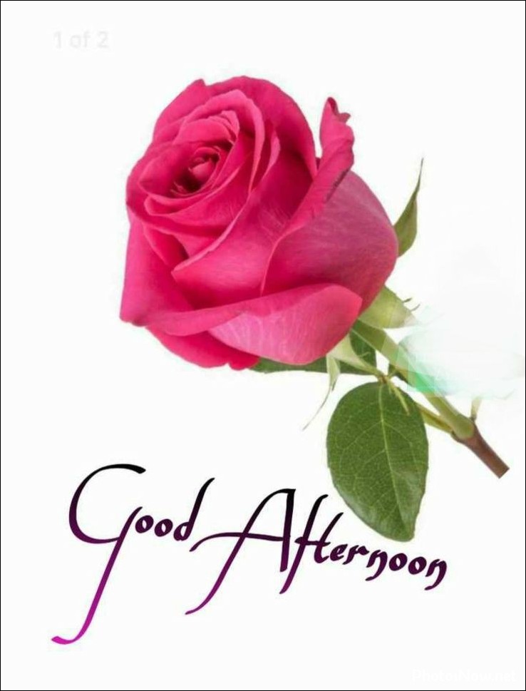 good-afternoon-images-photos-pics good-afternoon-images-photos-pics