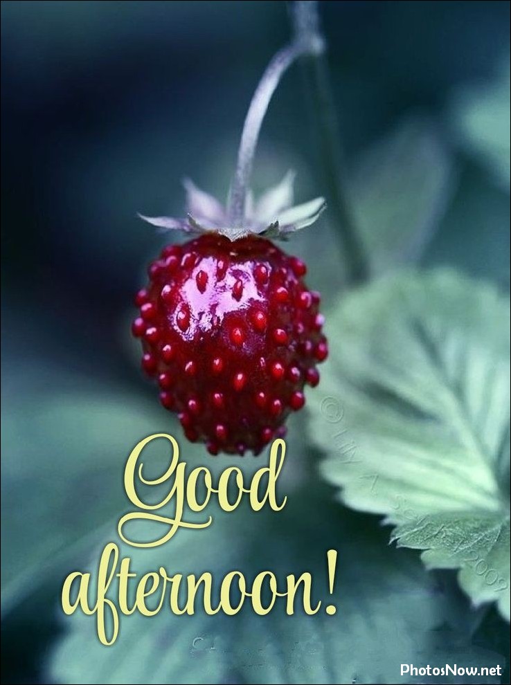 good-afternoon-images-photos-pics good-afternoon-images-photos-pics