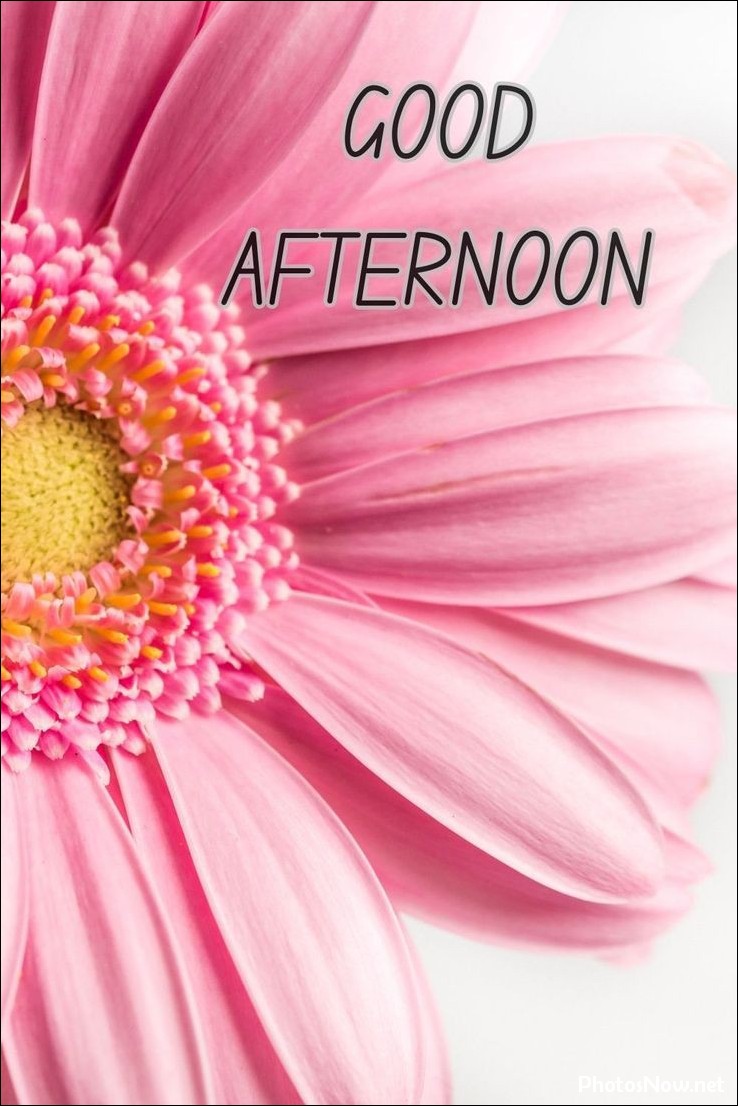good-afternoon-images-photos-pics good-afternoon-images-photos-pics