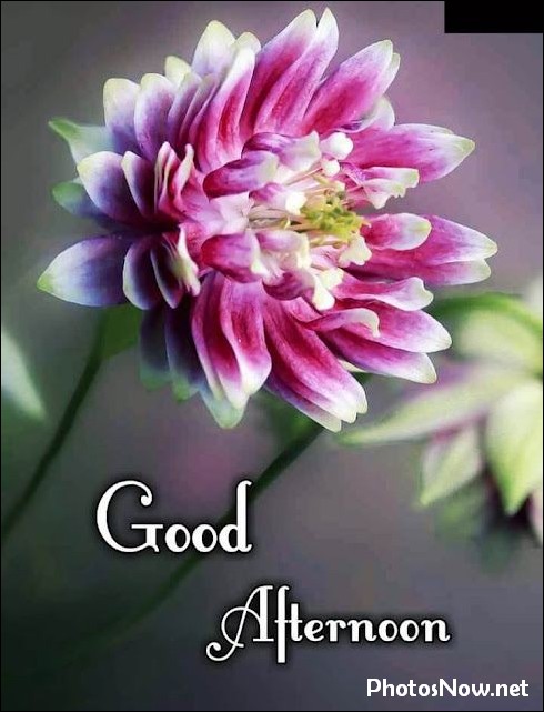 good-afternoon-images-photos-pics good-afternoon-images-photos-pics
