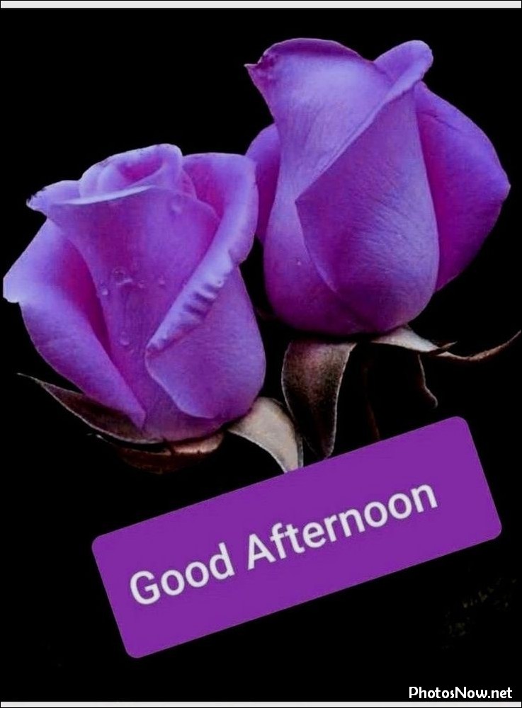 good-afternoon-images-photos-pics good-afternoon-images-photos-pics