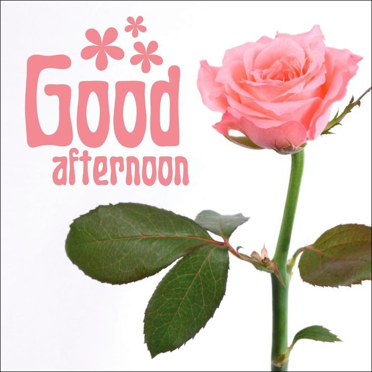 good-afternoon-images-photos-pics good-afternoon-images-photos-pics