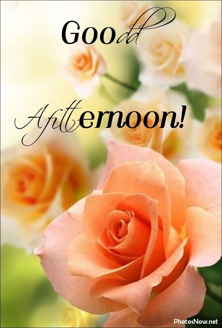 good-afternoon-images-photos-pics good-afternoon-images-photos-pics