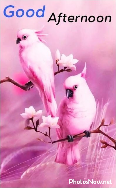 good-afternoon-images-photos-pics good-afternoon-images-photos-pics