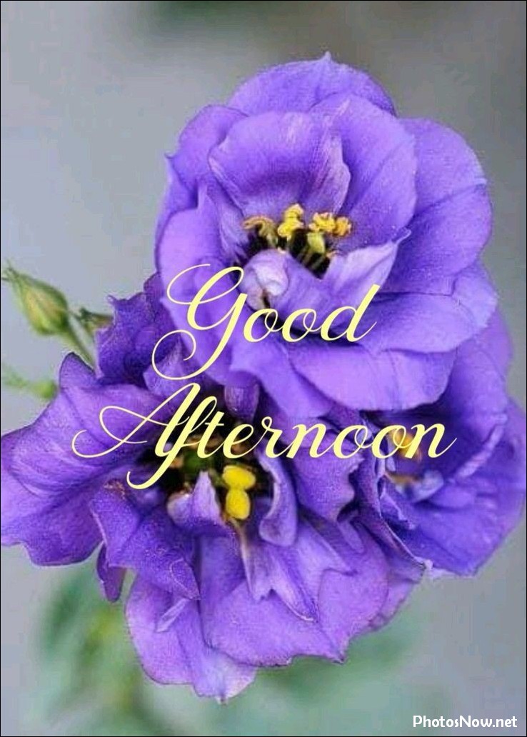 good-afternoon-images-photos-pics good-afternoon-images-photos-pics