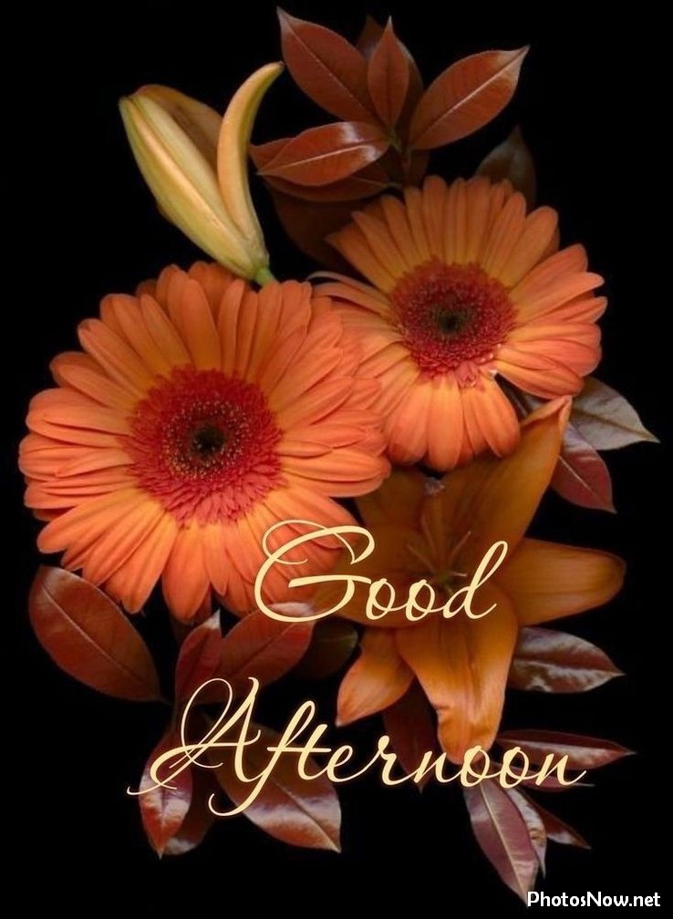 good-afternoon-images-photos-pics good-afternoon-images-photos-pics