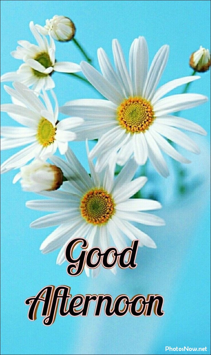 good-afternoon-images-photos-pics good-afternoon-images-photos-pics