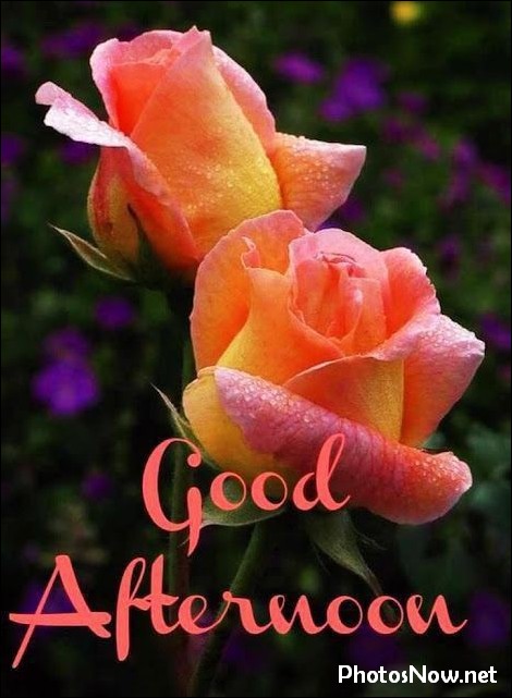 good-afternoon-images-photos-pics good-afternoon-images-photos-pics
