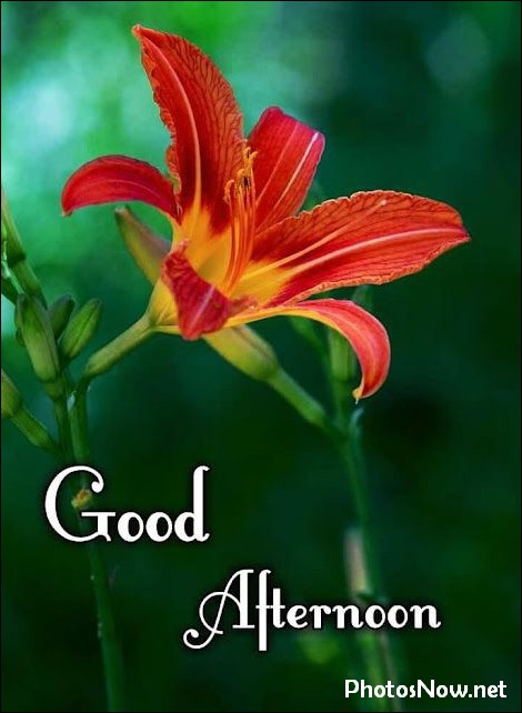 good-afternoon-images-photos-pics good-afternoon-images-photos-pics
