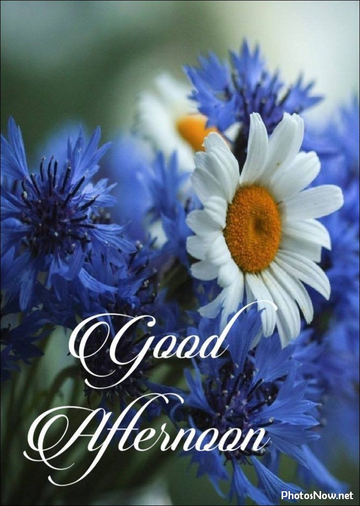 good-afternoon-images-photos-pics good-afternoon-images-photos-pics
