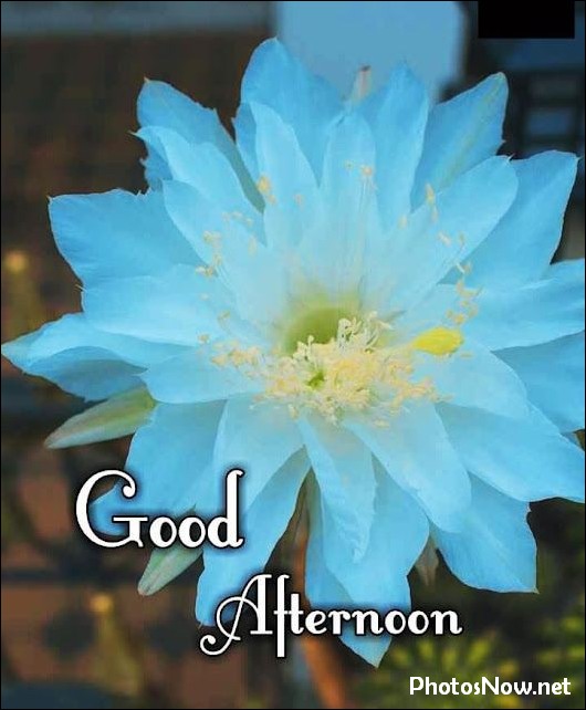good-afternoon-images-photos-pics good-afternoon-images-photos-pics