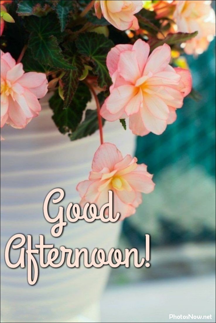 good-afternoon-images-photos-pics good-afternoon-images-photos-pics