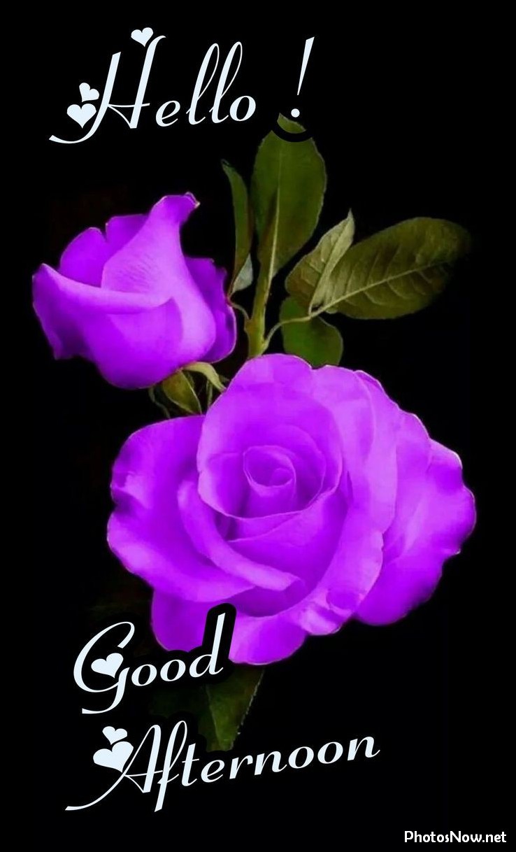 good-afternoon-images-photos-pics good-afternoon-images-photos-pics