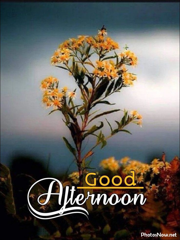 good-afternoon-images-photos-pics good-afternoon-photos