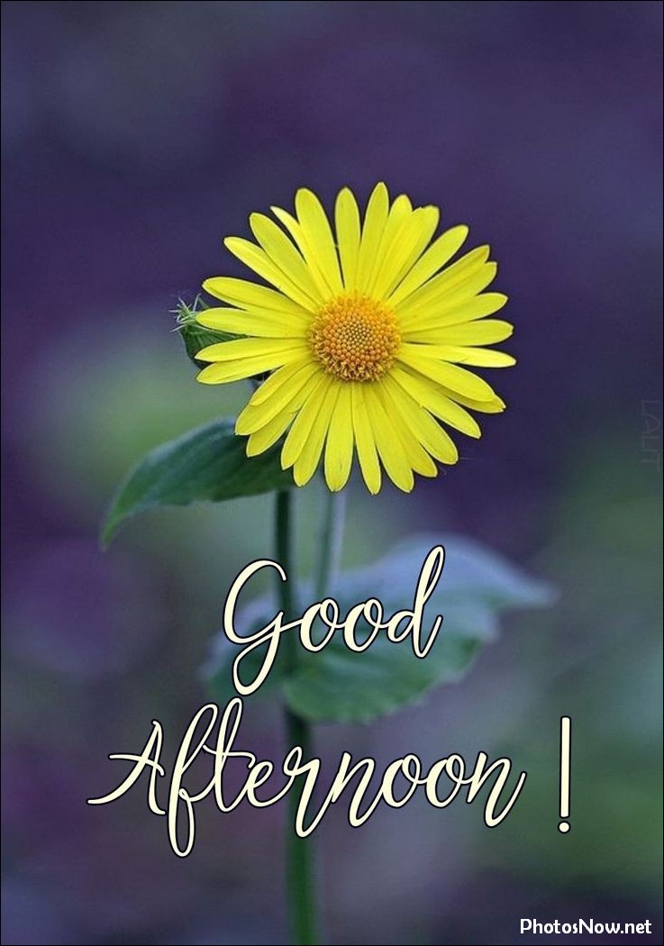 good-afternoon-images good-afternoon-images