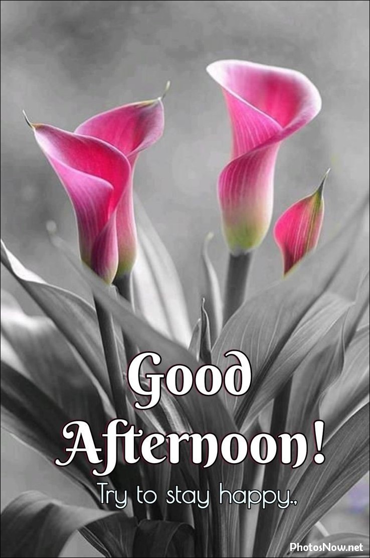 good-afternoon-images good-afternoon-images