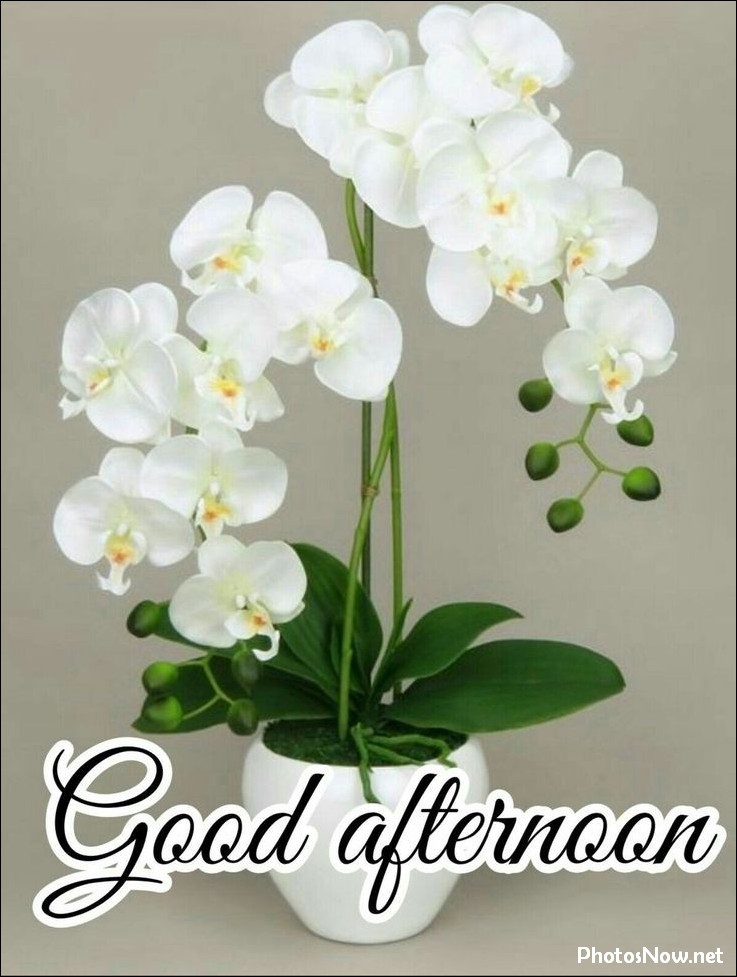 good-afternoon-images good-afternoon-images