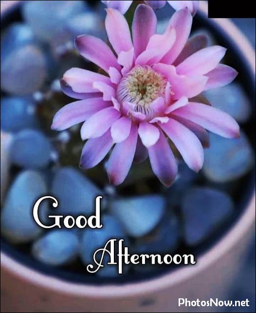 good-afternoon-images good-afternoon-images