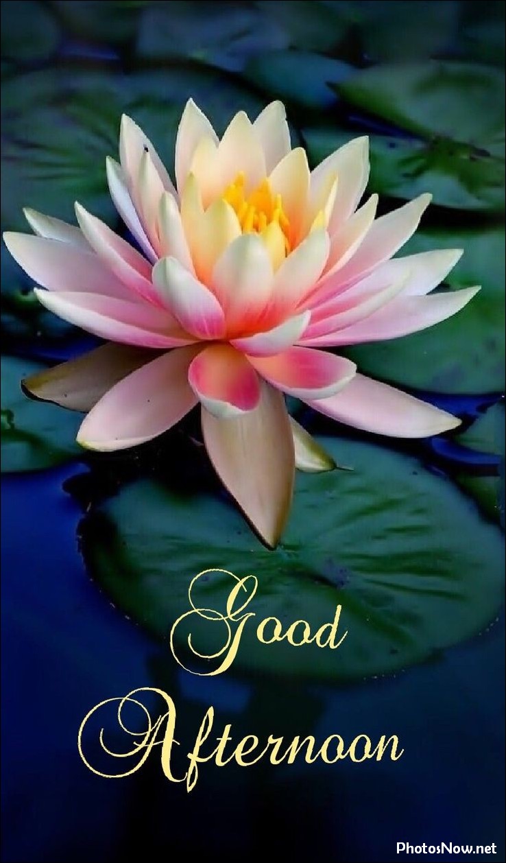 good-afternoon-images good-afternoon-images