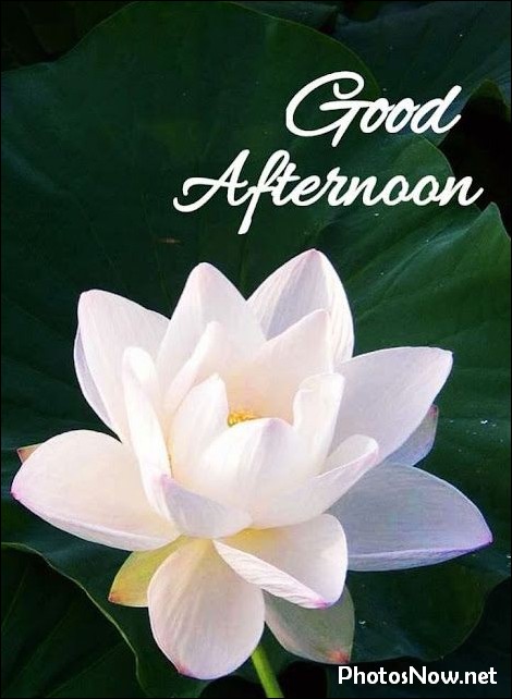 good-afternoon-images good-afternoon-images