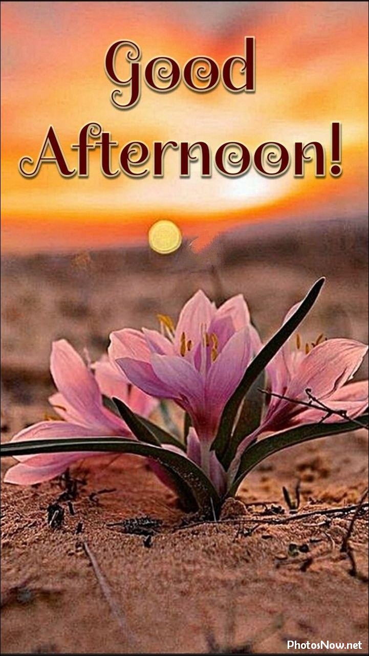good-afternoon-images good-afternoon-images