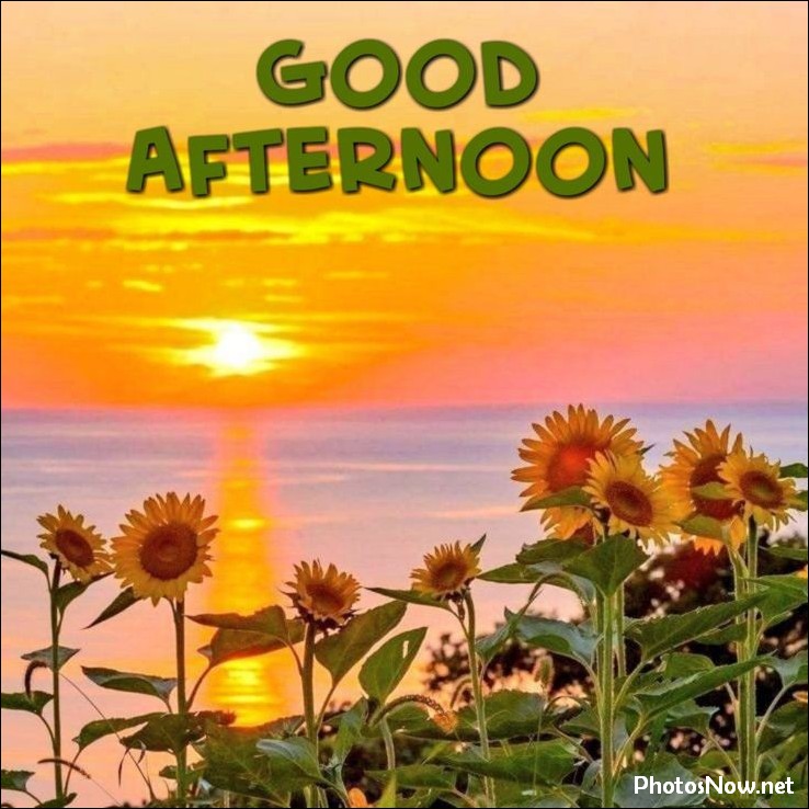 good-afternoon-images good-afternoon-images