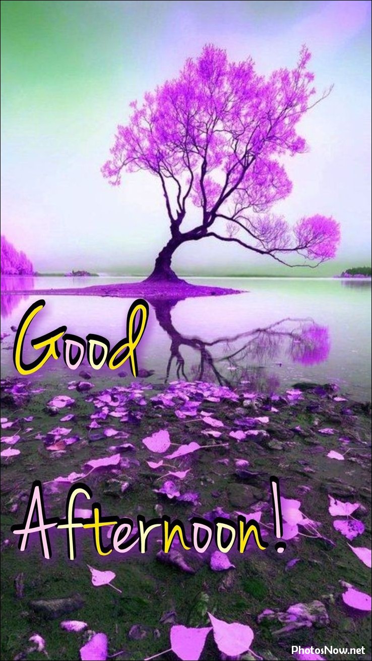 good-afternoon-images good-afternoon-images