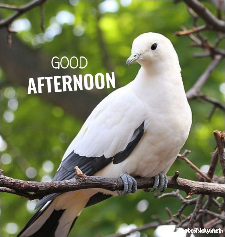 good-afternoon-images good-afternoon-images