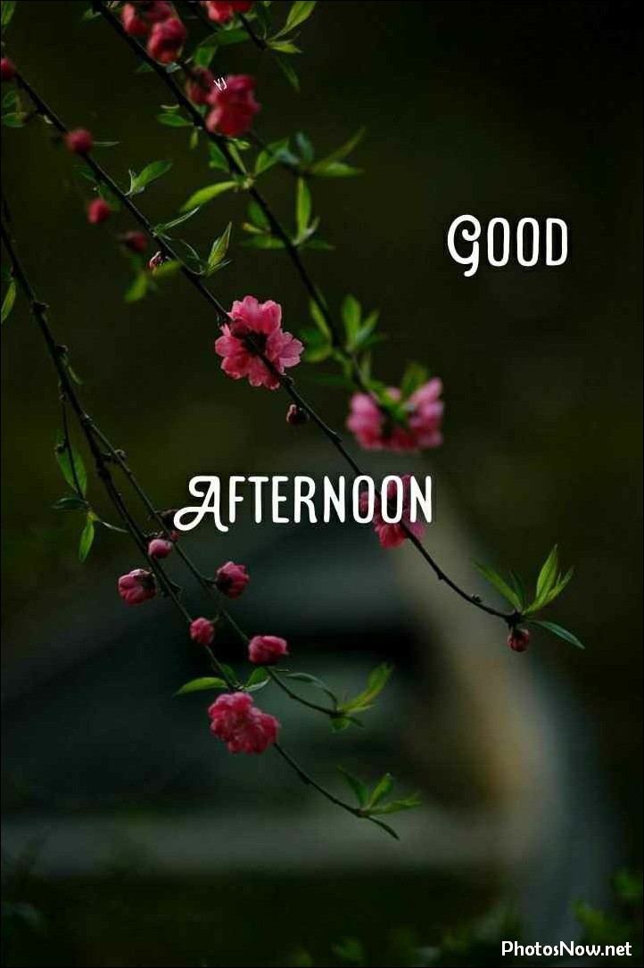 good-afternoon-images good-afternoon-images