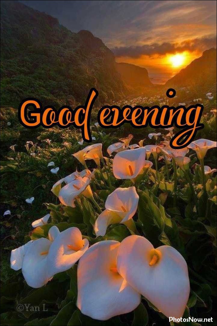 good-evening-images-photos-pics good-evening-photos