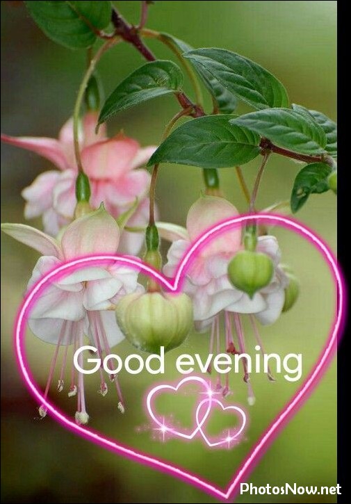 good-evening-images-photos-pics good-evening-images-photos-pics