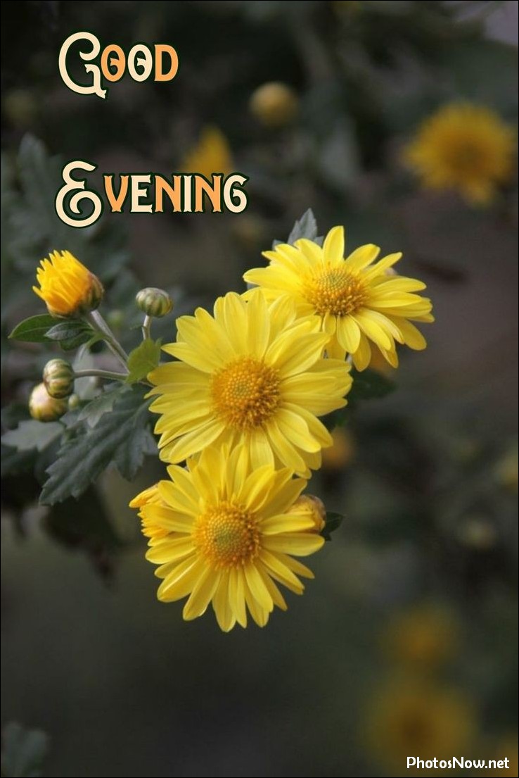 good-evening-images-photos-pics good-evening-images-photos-pics