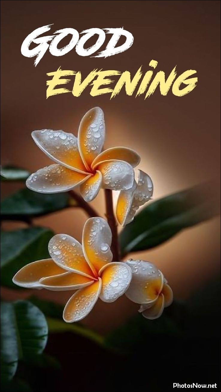 good-evening-images-photos-pics good-evening-images-photos-pics