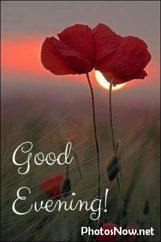 good-evening-images-photos-pics good-evening-images-photos-pics