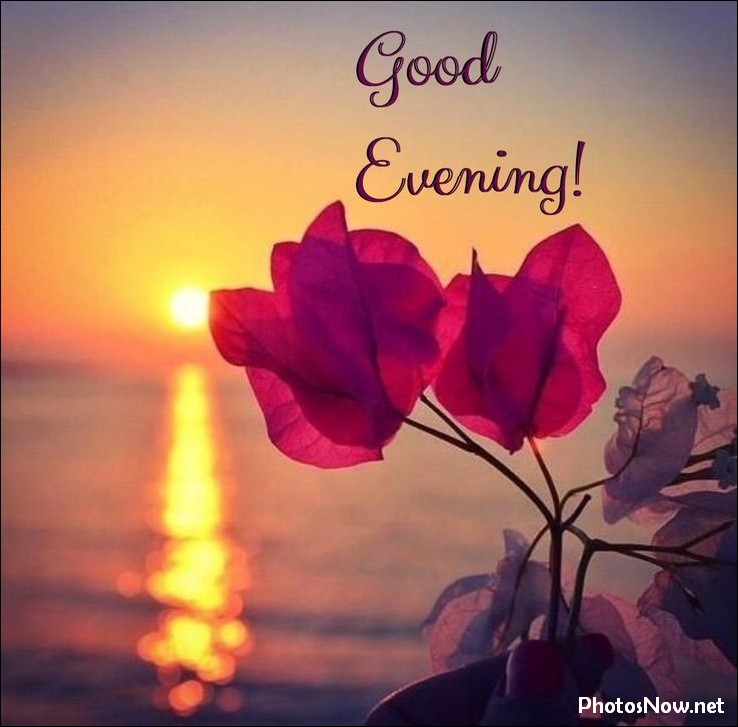 good-evening-images-photos-pics good-evening-dp