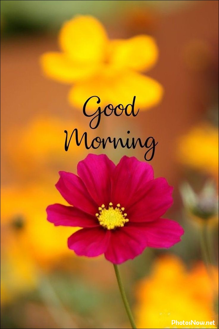 good-morning-images good-morning-images