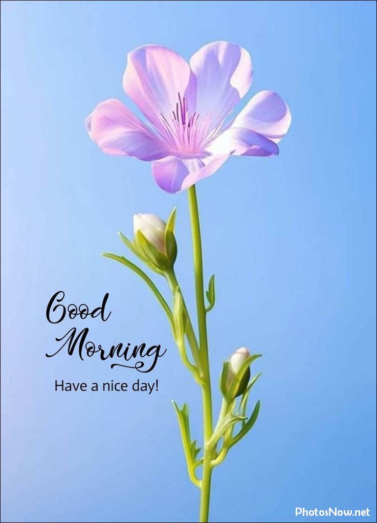 good-morning-images good-morning-images