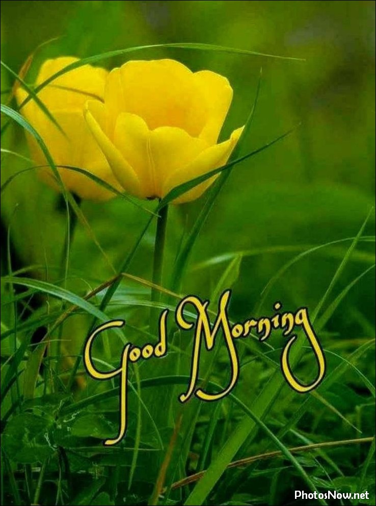 good-morning-images good-morning-images