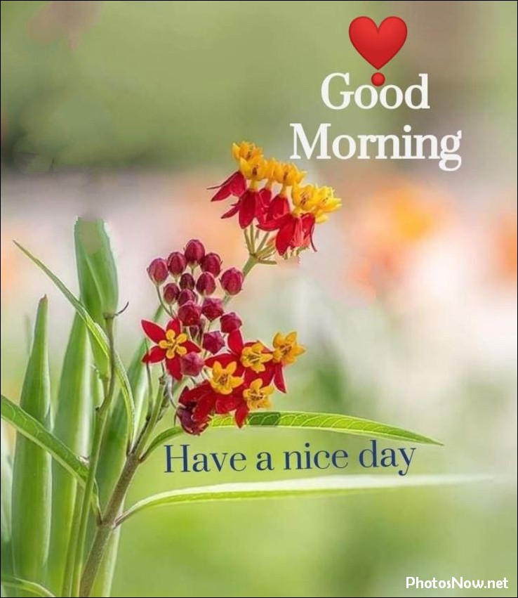 new-good-morning-images-wishes-pictures-photos new-good-morning-images-wishes-pictures-photos