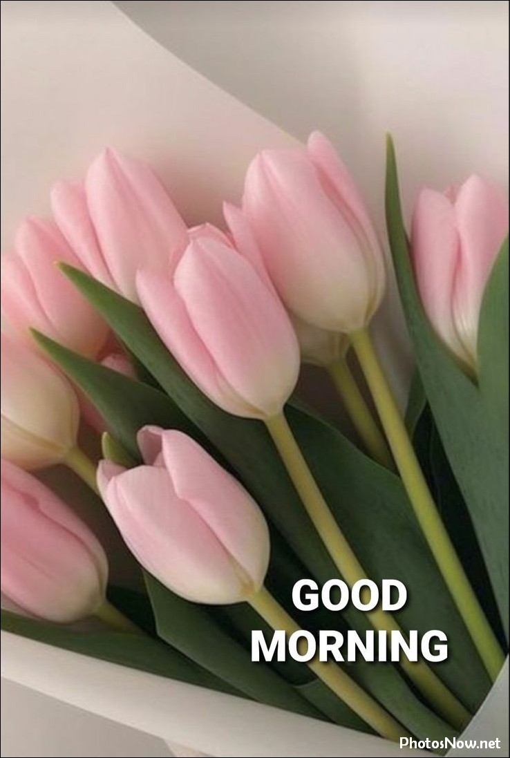 new-good-morning-images-wishes-pictures-photos new-good-morning-images-wishes-pictures-photos