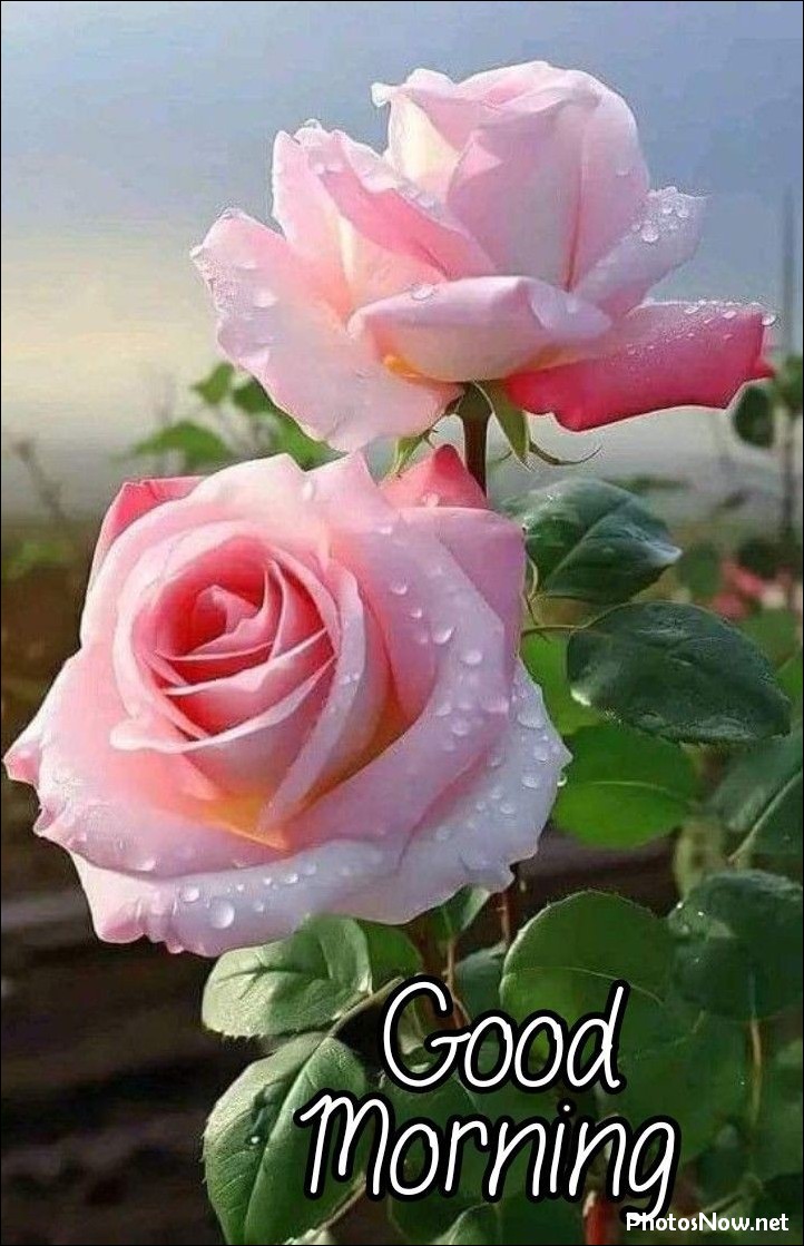 new-good-morning-pic-hd new-good-morning-pic-hd