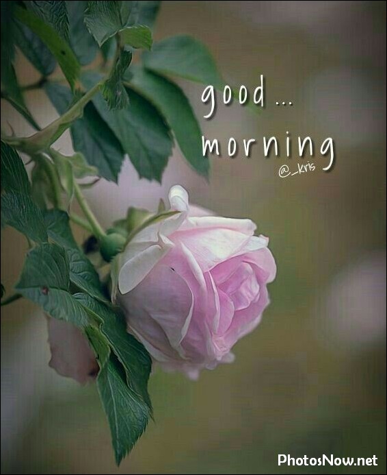 new-good-morning-pic-hd new-good-morning-pic-hd