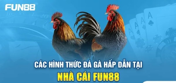 Fun88 Cockfighting Betting: Everything You Need to Know Before You Bet