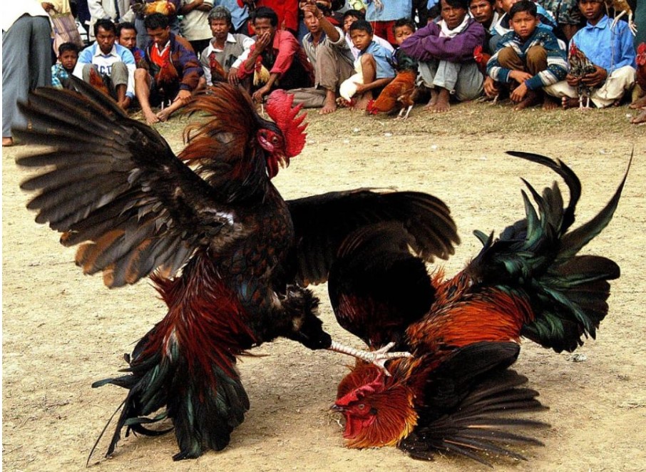 Philippine Fighting Chicken: Characteristics, Raising and Competition Chicken