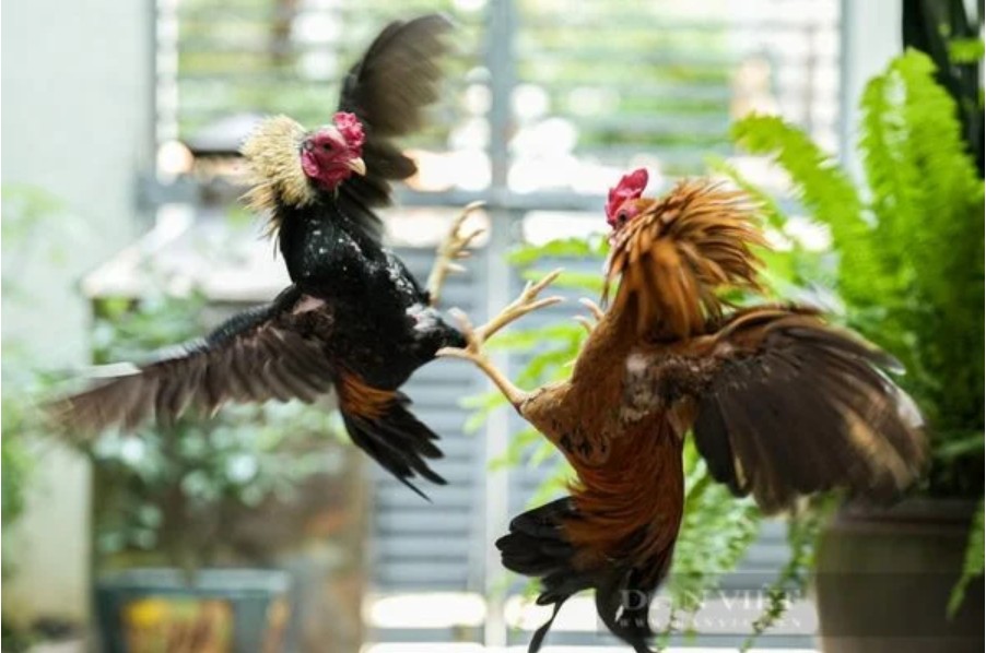 Philippine Fighting Chicken: Characteristics, Raising and Competition Chicken