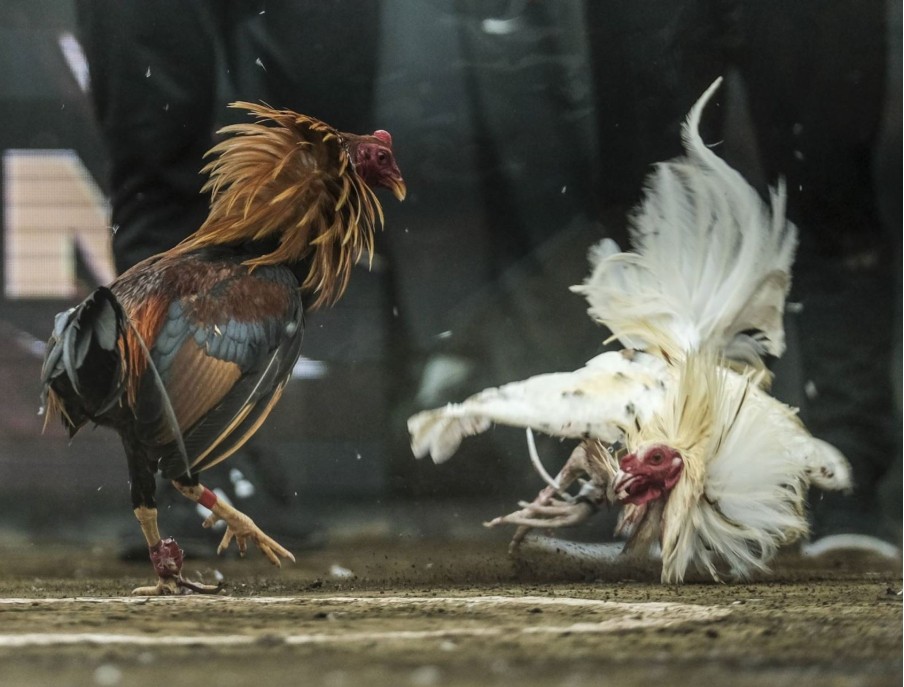 Philippine Fighting Chicken: Characteristics, Raising and Competition Chicken