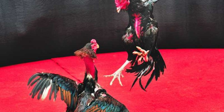 Cockfighting