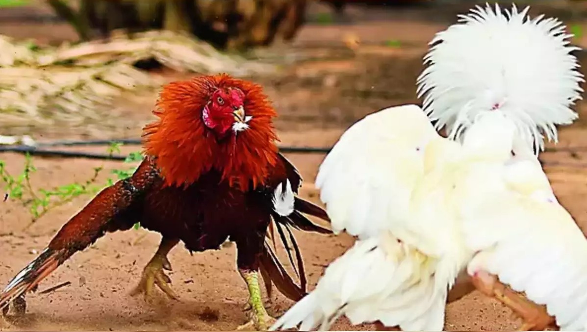 Cockfighting experience - Journey to becoming a professional player