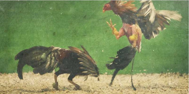 Cockfighting