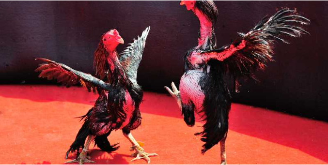 Fighting Chickens